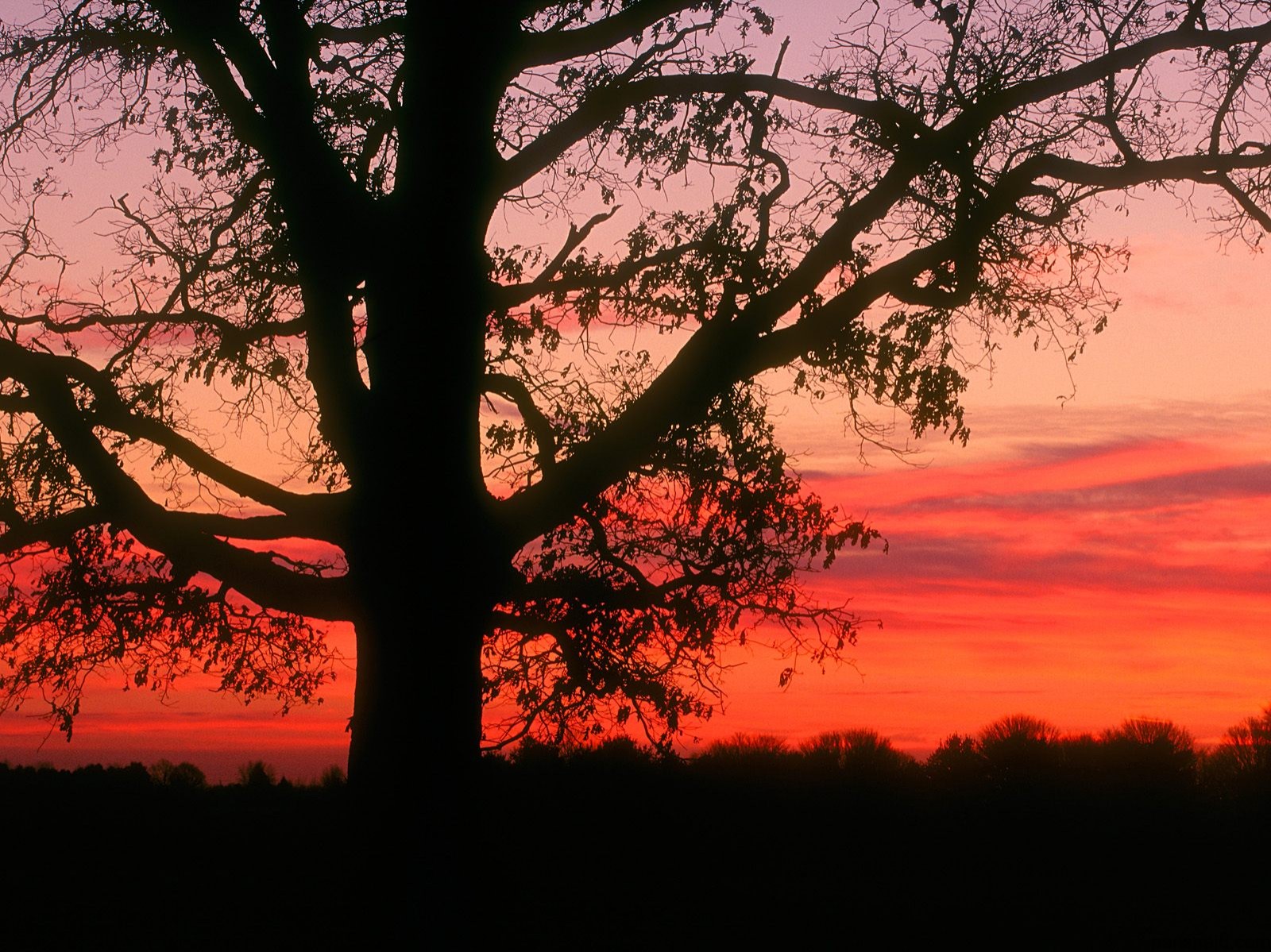 مجموعة خلفيات:شروق الشمس Oak Tree at Dawn, Oldham County, Kentucky - 1600